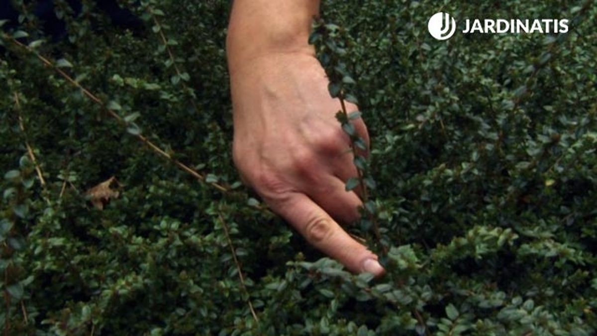 ramificaciones lonicera nitida brico 831 jardin