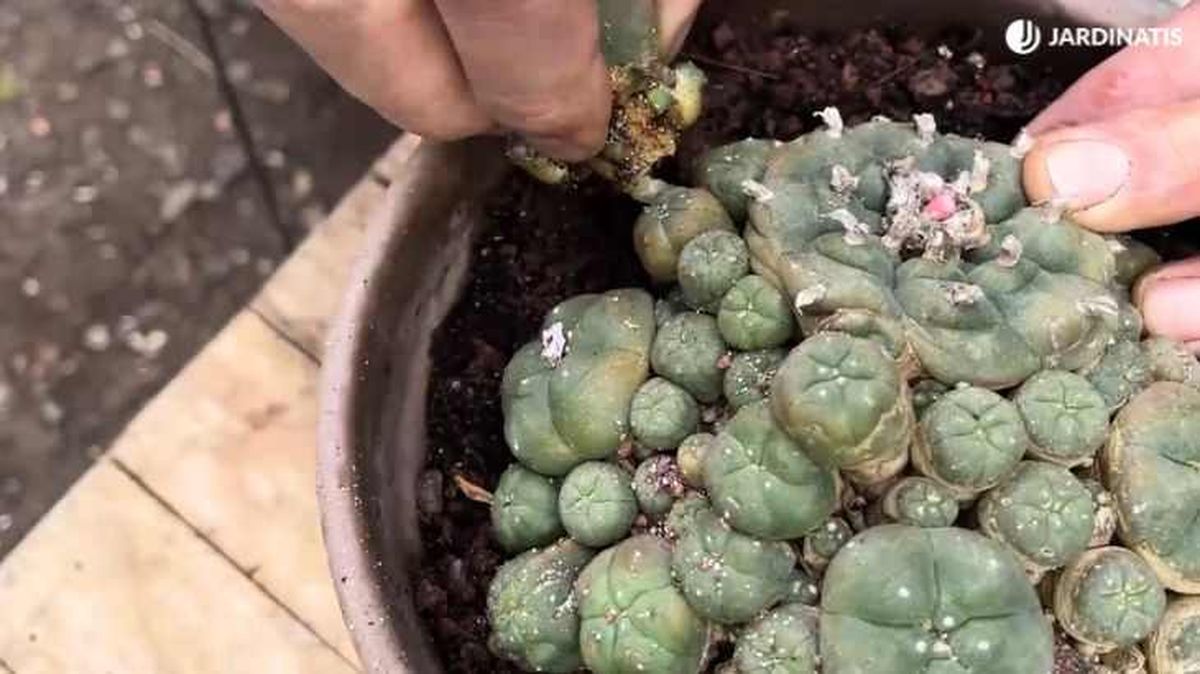 Separar hijuelo del cactus peyote