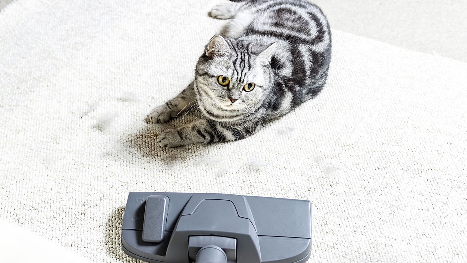 consejos para mantener la casa limpia con mascotas