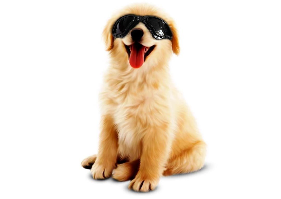 mascotas perros proteccion sol gafas