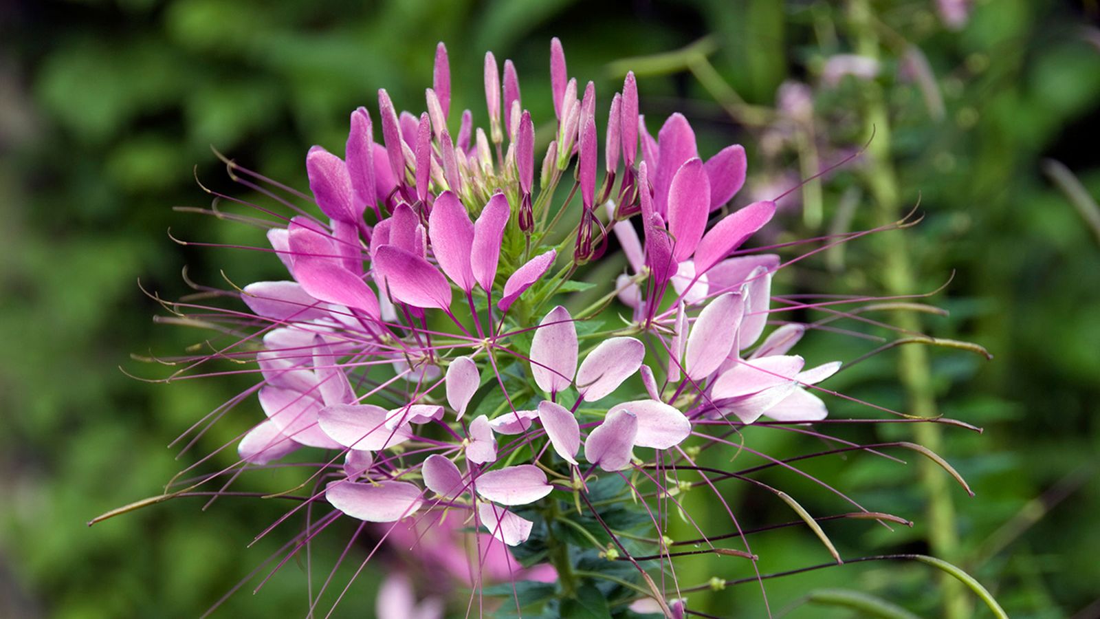 Cleome hasslerana o flor araña