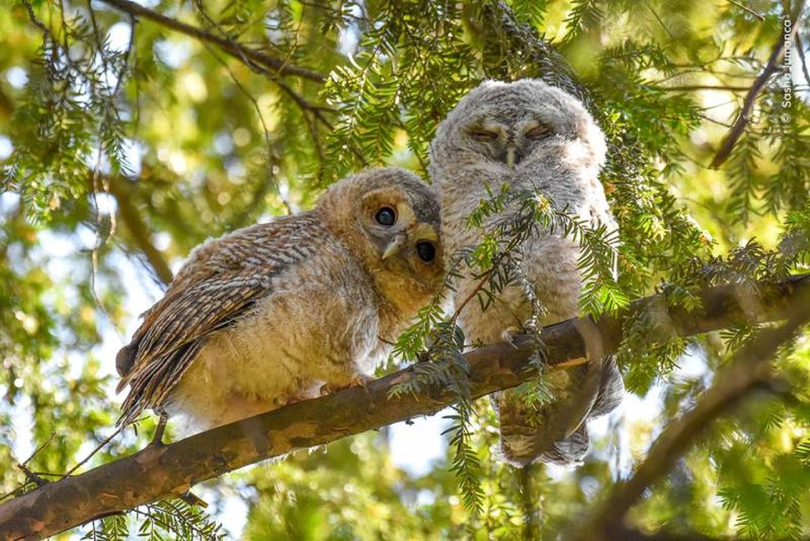 Leaving the Nest.