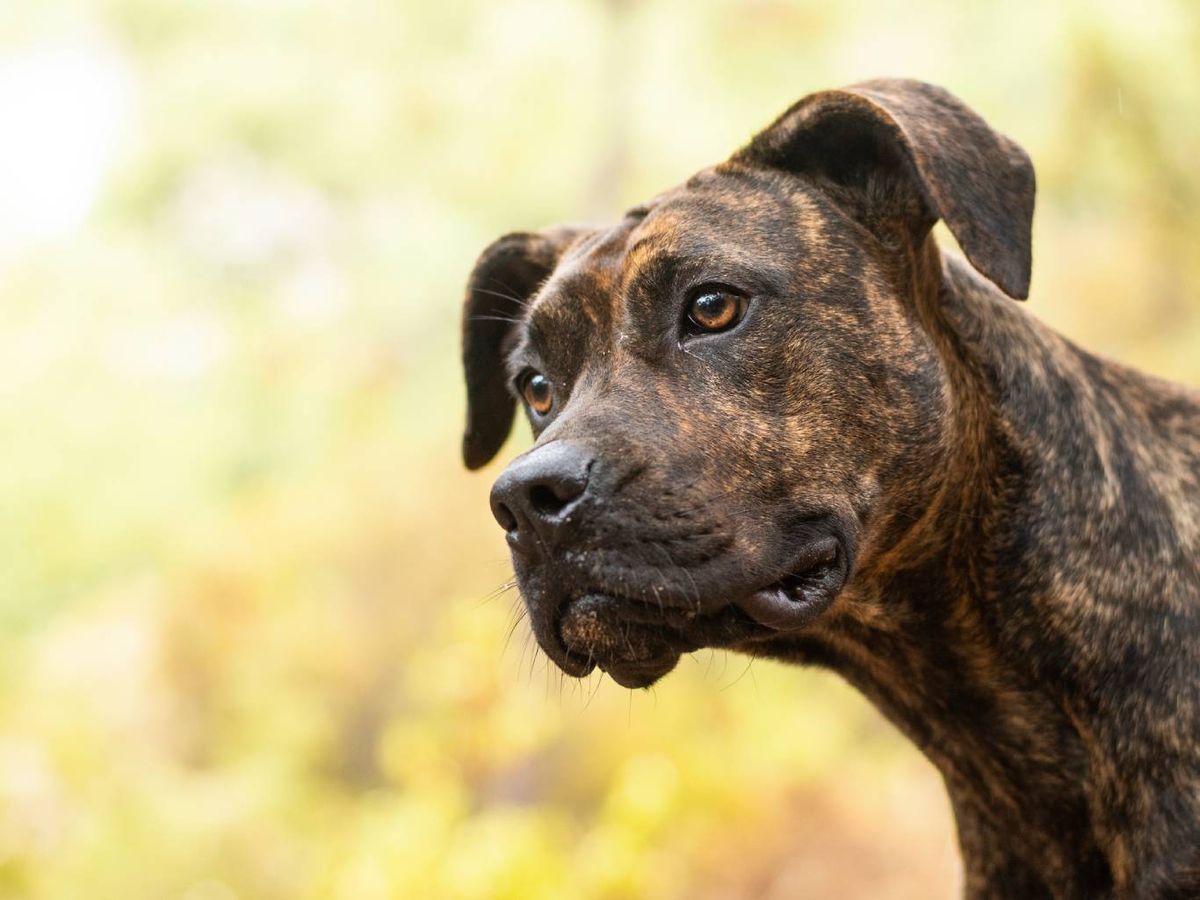 El alano español es una raza de perro de presa y trabajo que cuenta con una larga historia