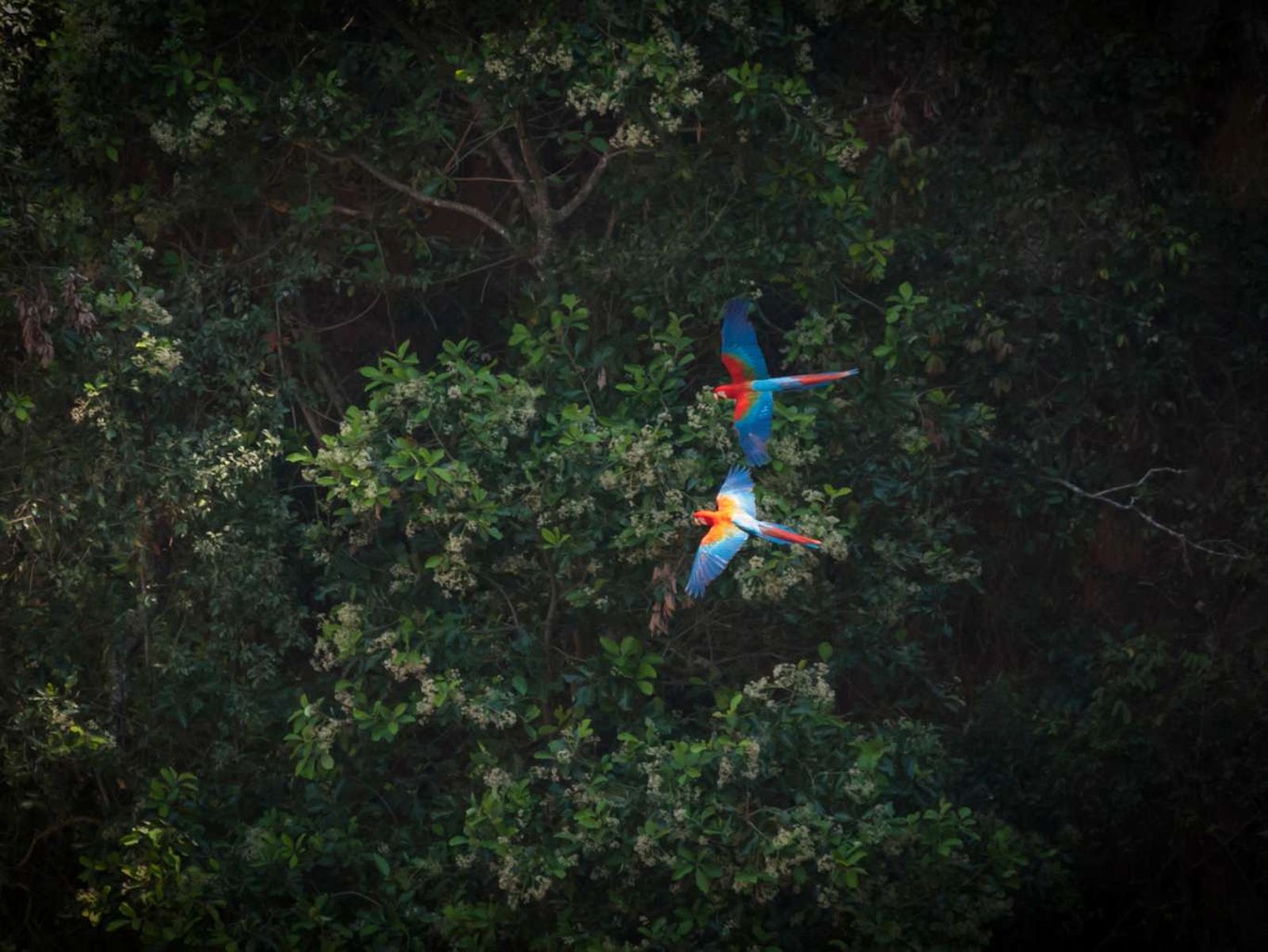 Guacamayo rojo volando.
