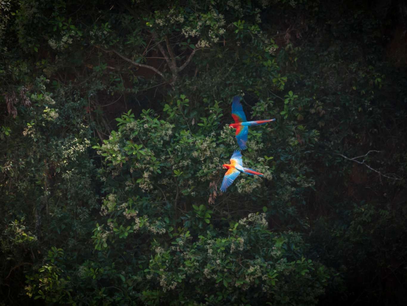 Guacamayo rojo volando.