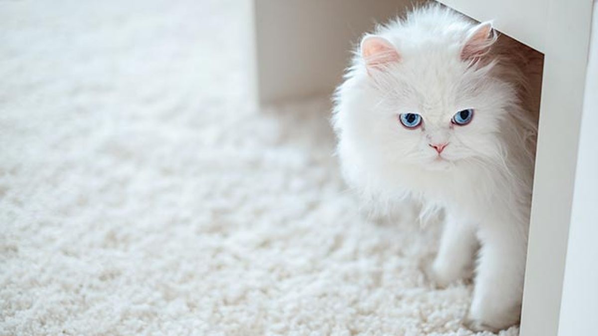 gato persa blanco 8