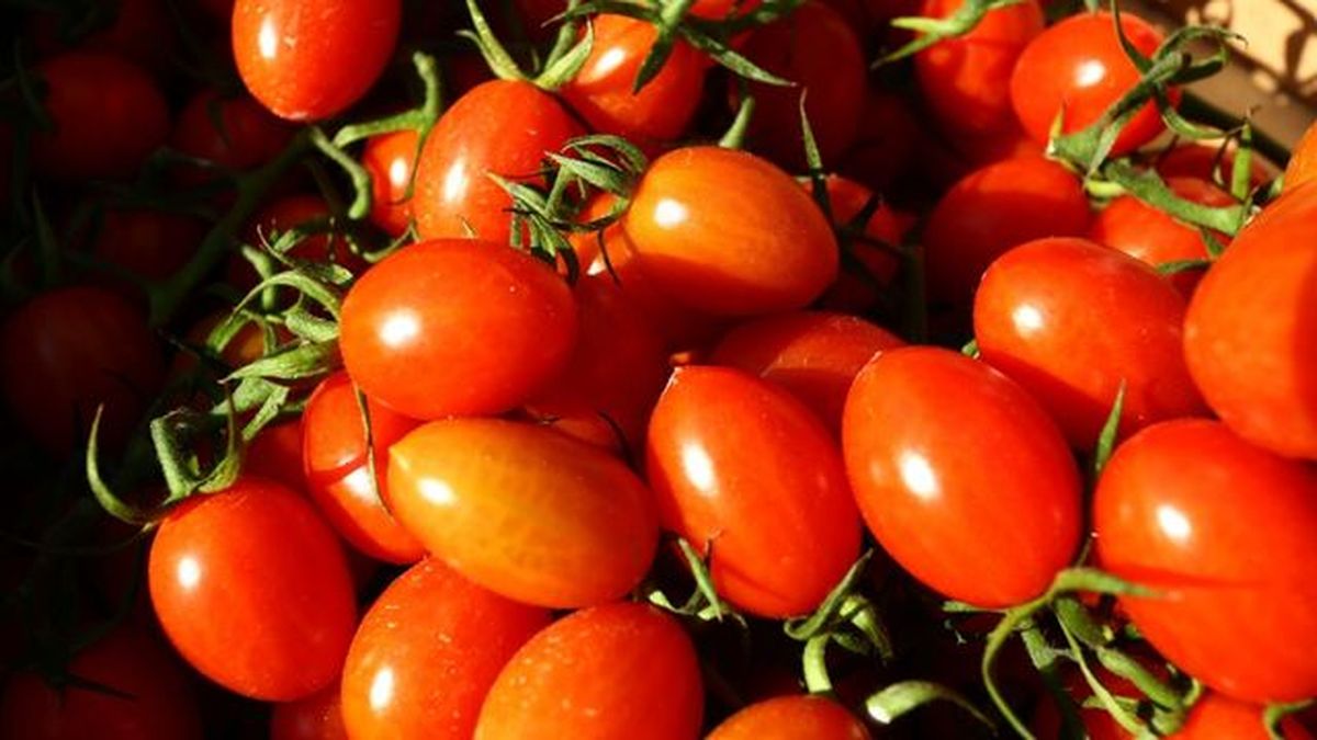 tomate cherry mas caro