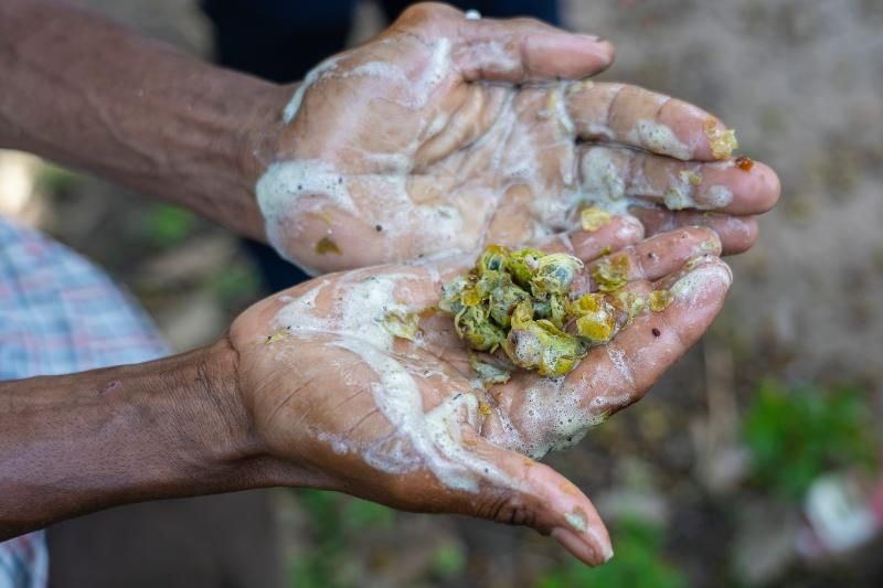 Las nueces de lavado generan espuma limpiadora al contacto con el agua