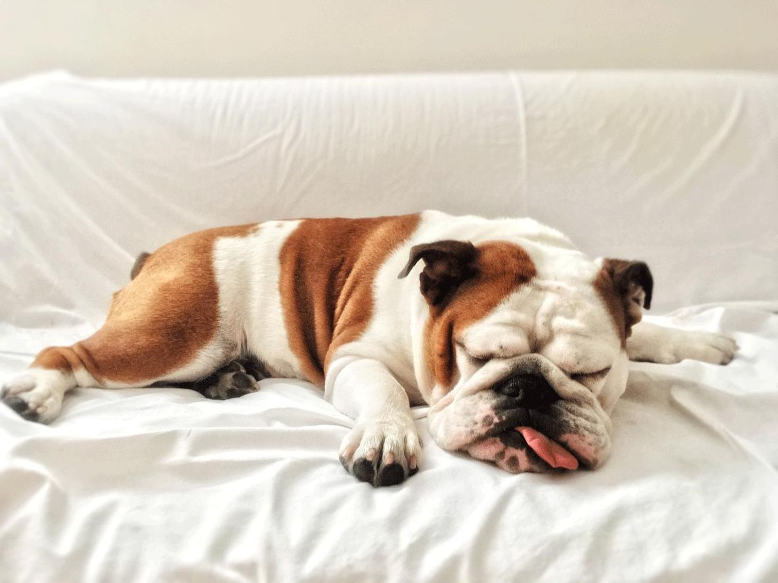 razas vivir piso bulldog ingles