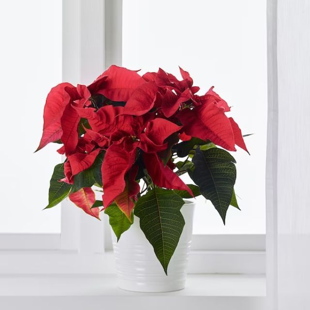 comprar flor de pascua en ikea