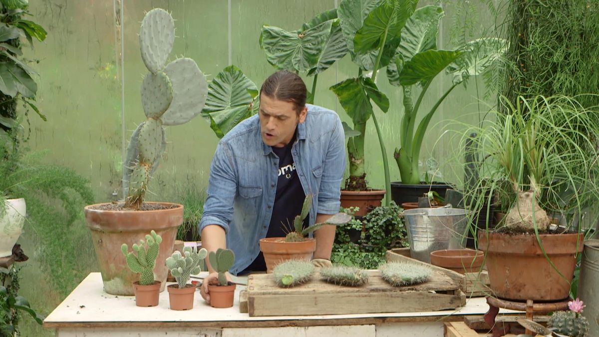 969 opuntias nuevas variedades