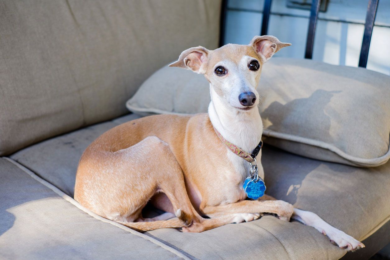 tipos de galgo galgo italiano