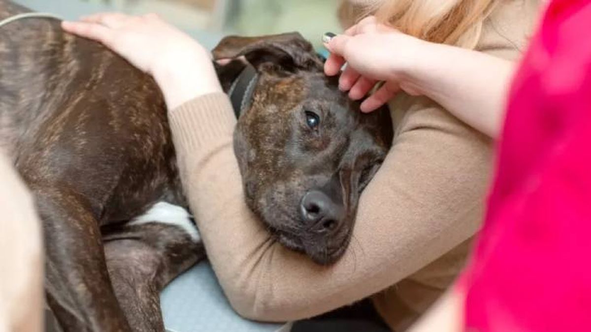 cuanto dura el embarazo de una perra (1)