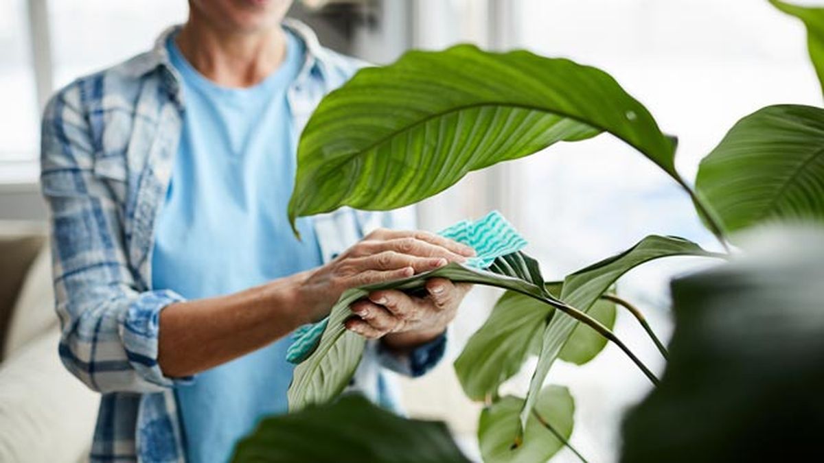 como limpiar la casa tras la calima hojas de plantas