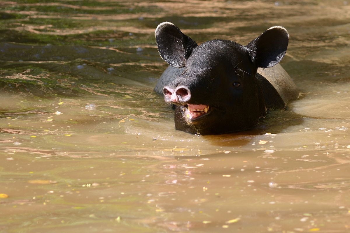tapir malayo agua