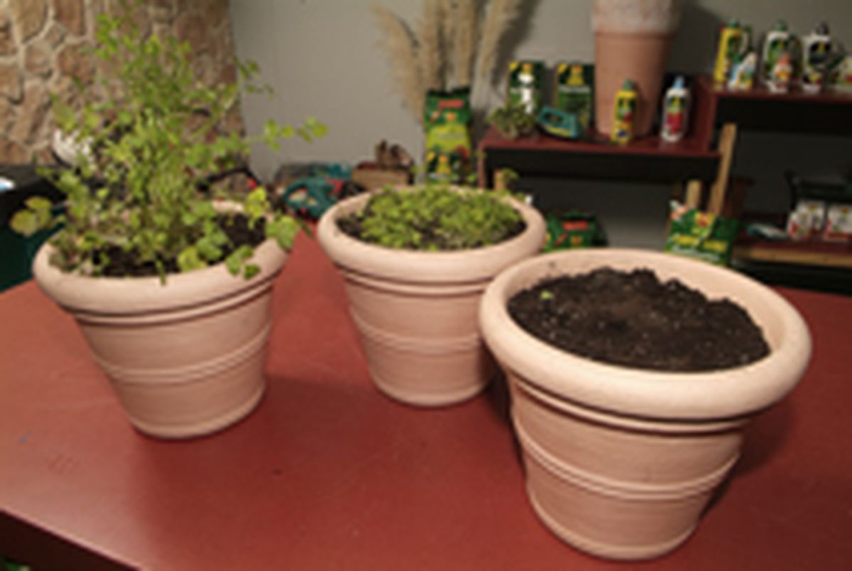 Cultivar cilantro paso 5