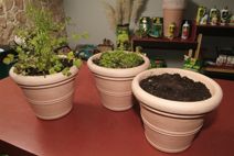 Cultivar cilantro paso 5