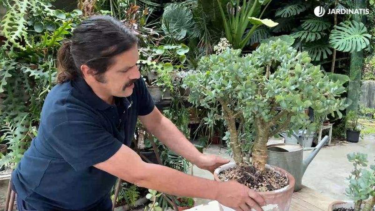 Un crecimiento lento puede ser un indicativo de que el sustrato no dispone de los nutrientes necesarios