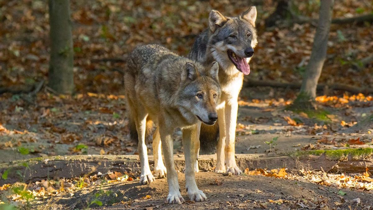animales fieles a su pareja lobos
