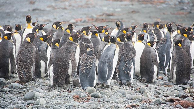 aspectos curiosos pinguinos 10