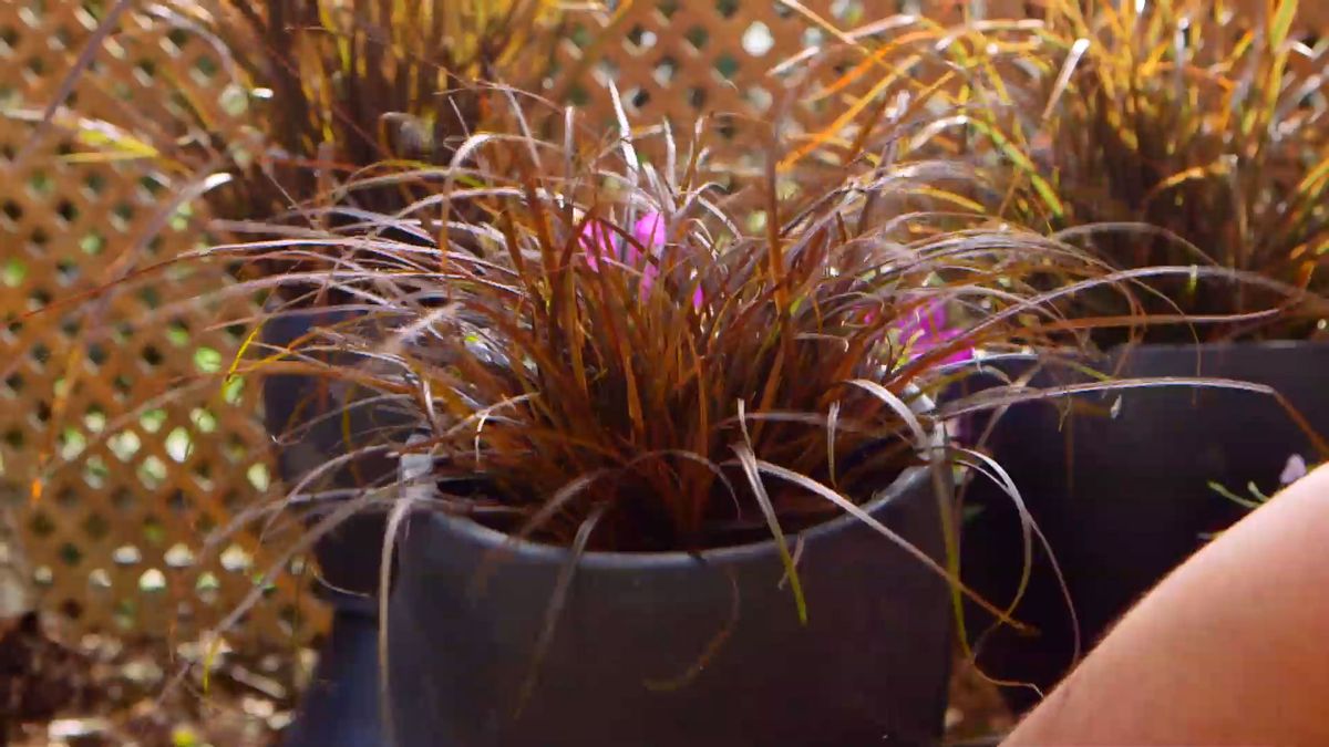 brico 0909 3 jardineria tibouchina gross baby composicion uncinia rubra