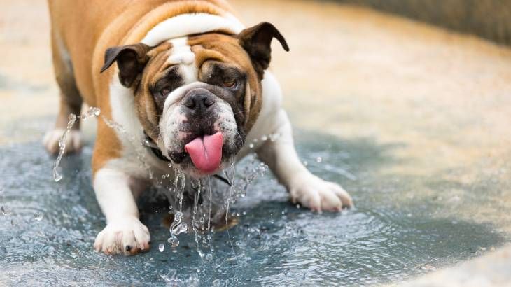 Un perro Pitbull refrescándose en la piscina