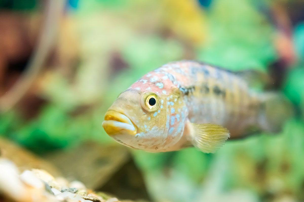 peces tropicales acuario agua dulce bichir senegal