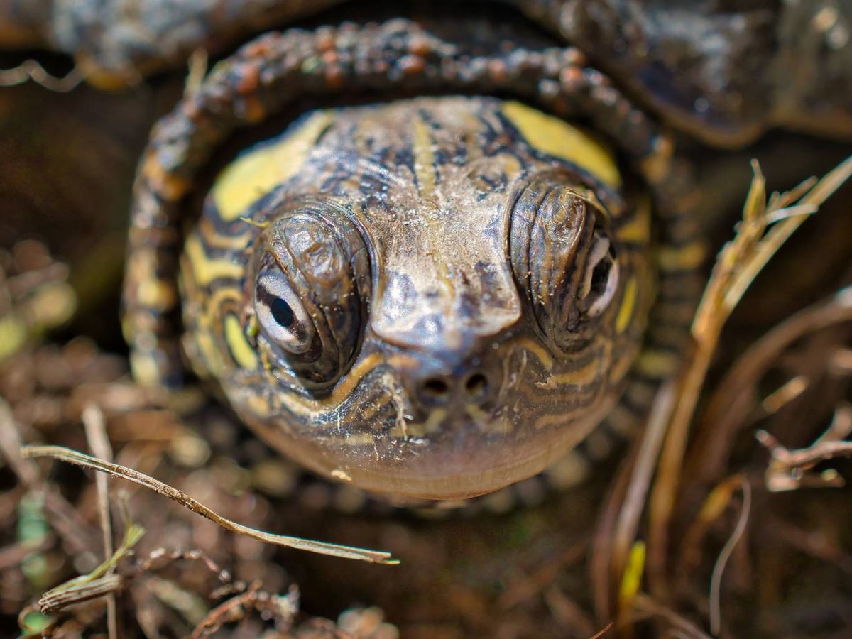 Es preferible que su nombre sea corto y fácil de repetir.
