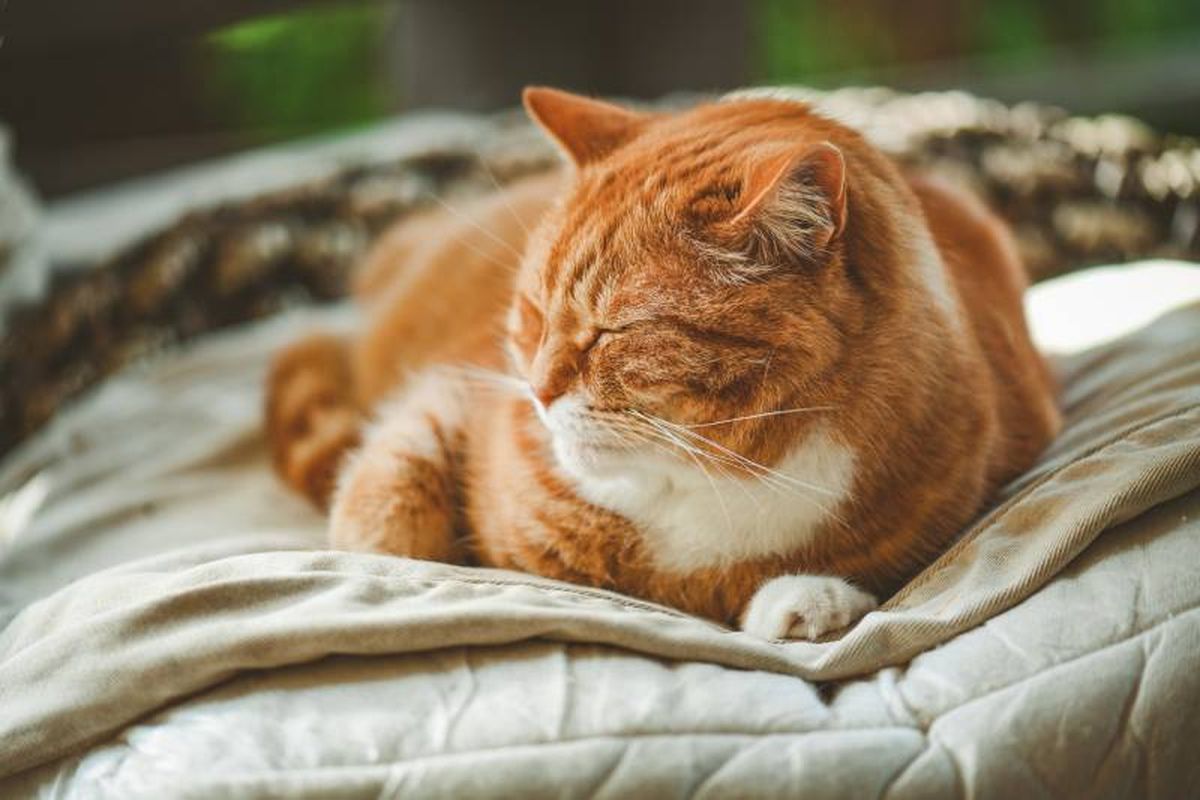 Se abren nuevas puertas en forma de amistades u oportunidades de socializar con otras personas.