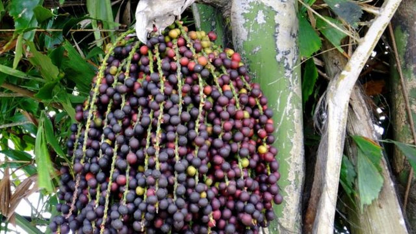 semillas de Caryota mitis