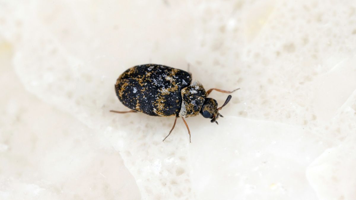 escarabajo de la alfombra una plaga silenciosa que puedes eliminar con estos trucos