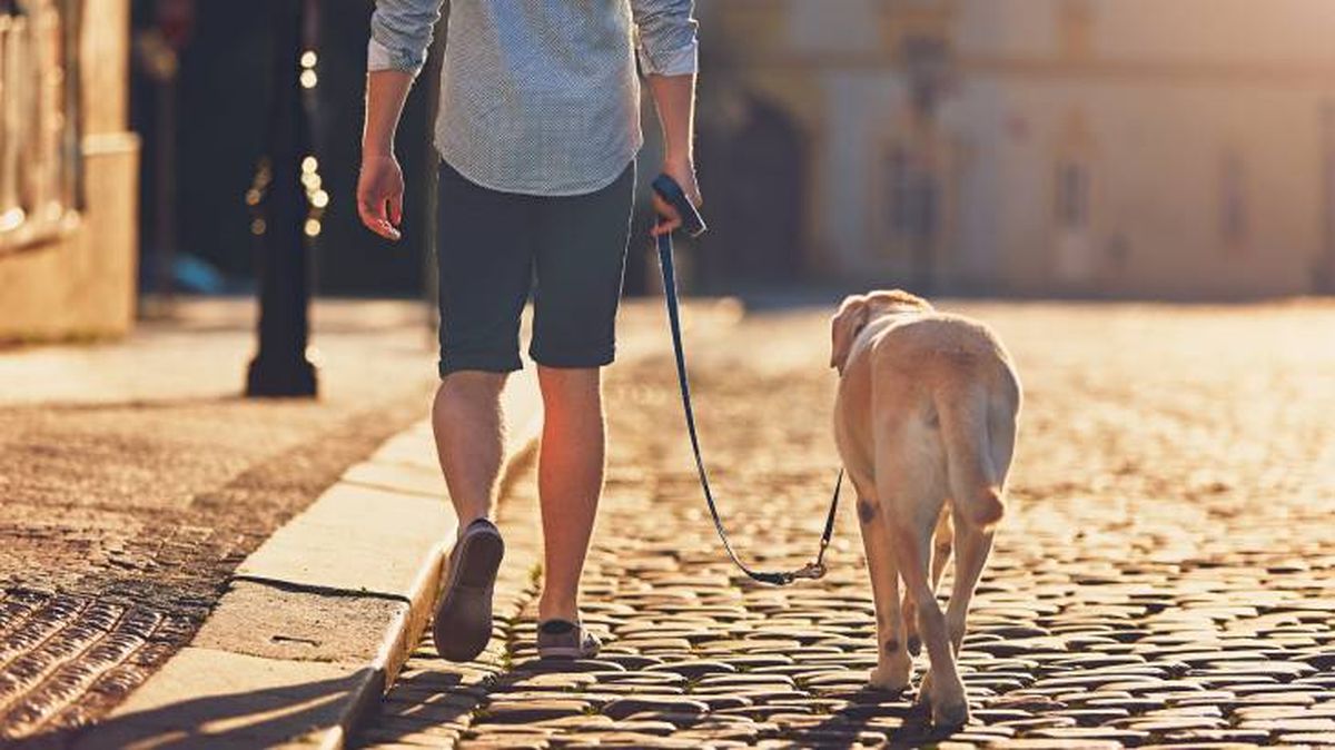 ciudad dogfriendly espana premios