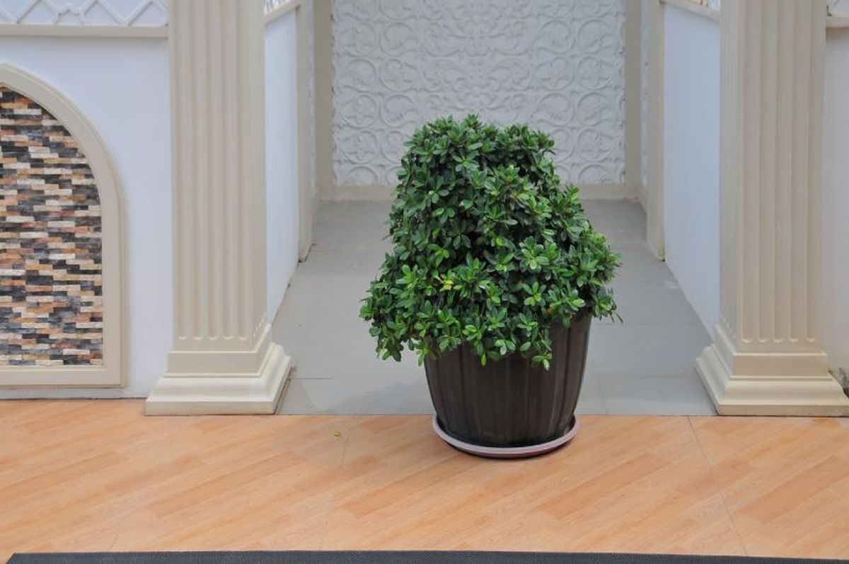 Azahar de la China en maceta