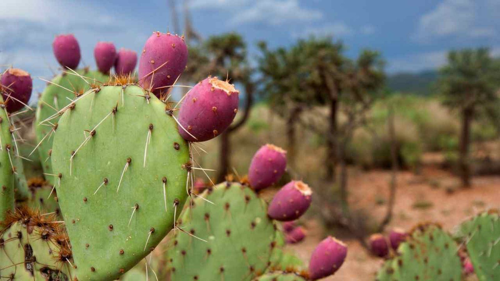 Opuntia ficus indica chumbera