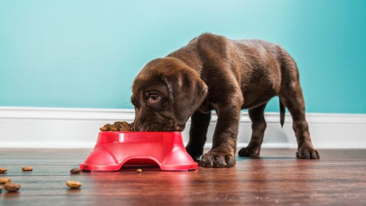 por que mi perro bebe mucha agua 12