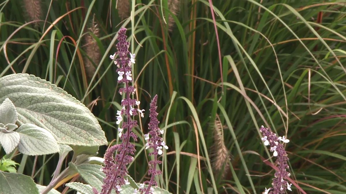deco 749 jardineria plectranthus flores