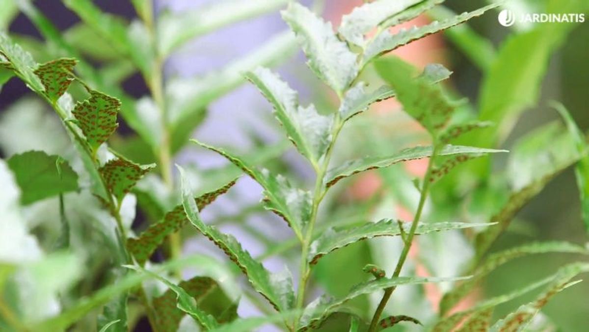 Helecho cyrtomium falcatum