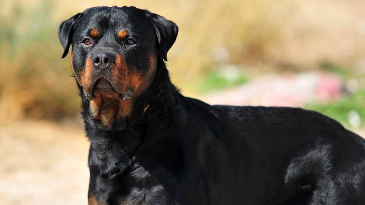 como saber si mi perro es rottweiler comportamiento