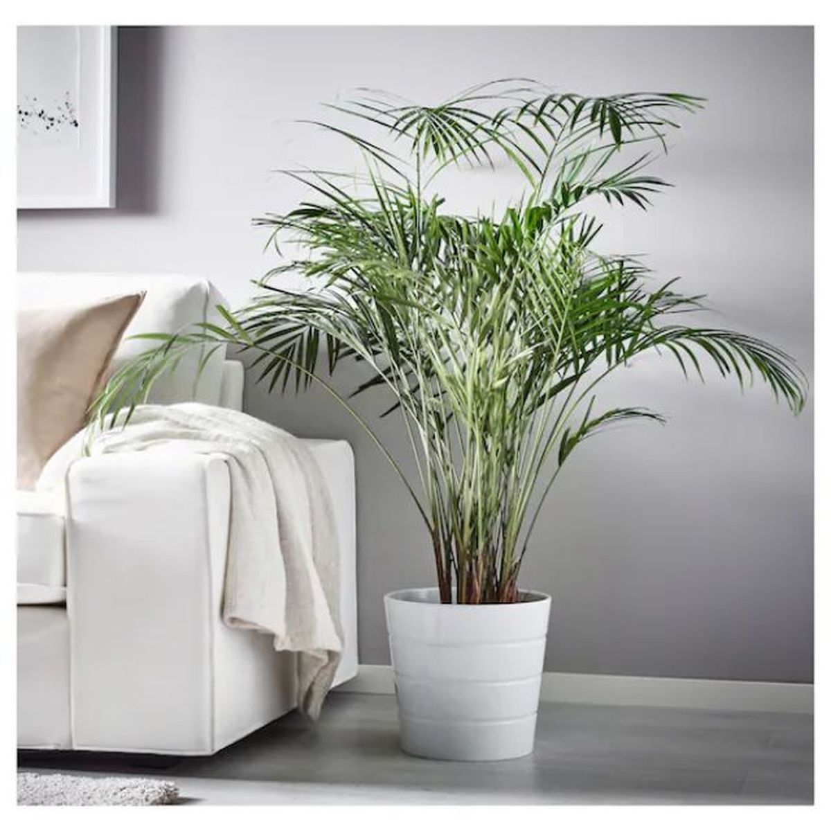 areca planta mas vendida de ikea