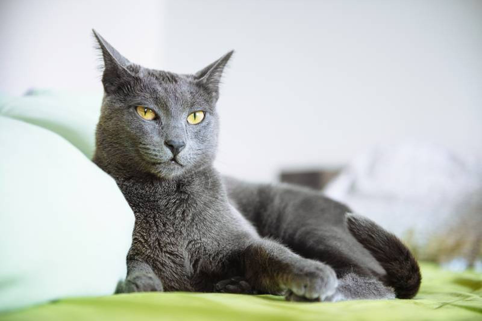 Su carácter fácil y su predisposición al adiestramiento le hacen ser un gato que no maúlla demasiado.