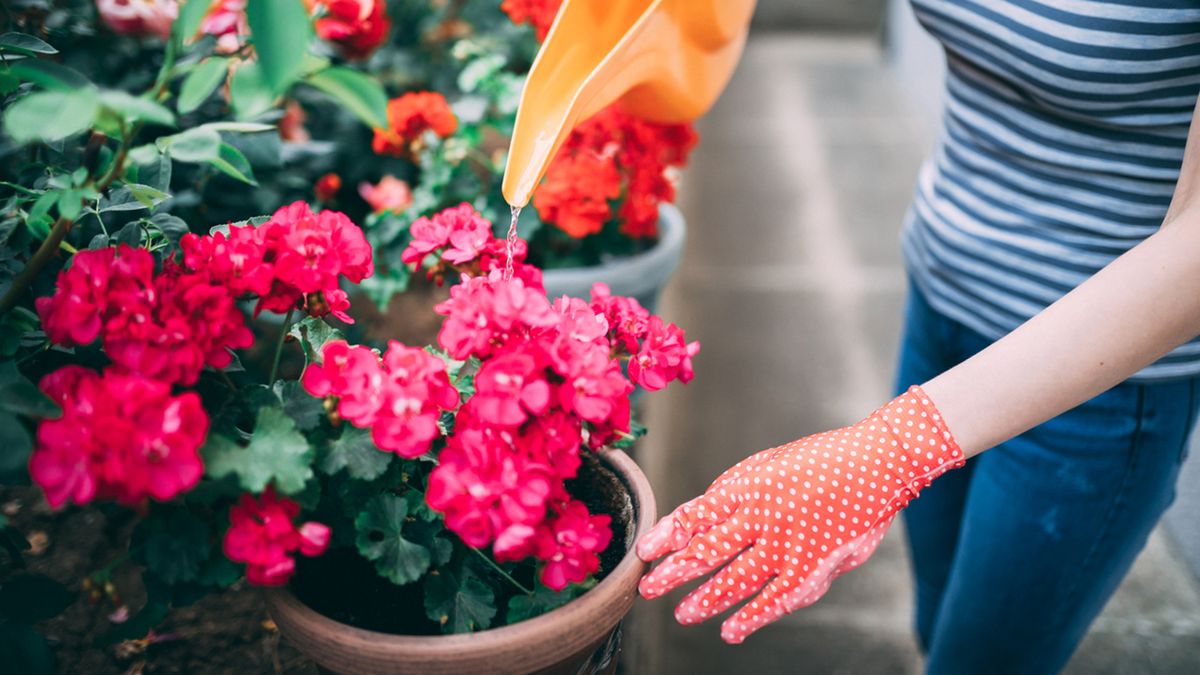 jardineria junio hemisferio norte