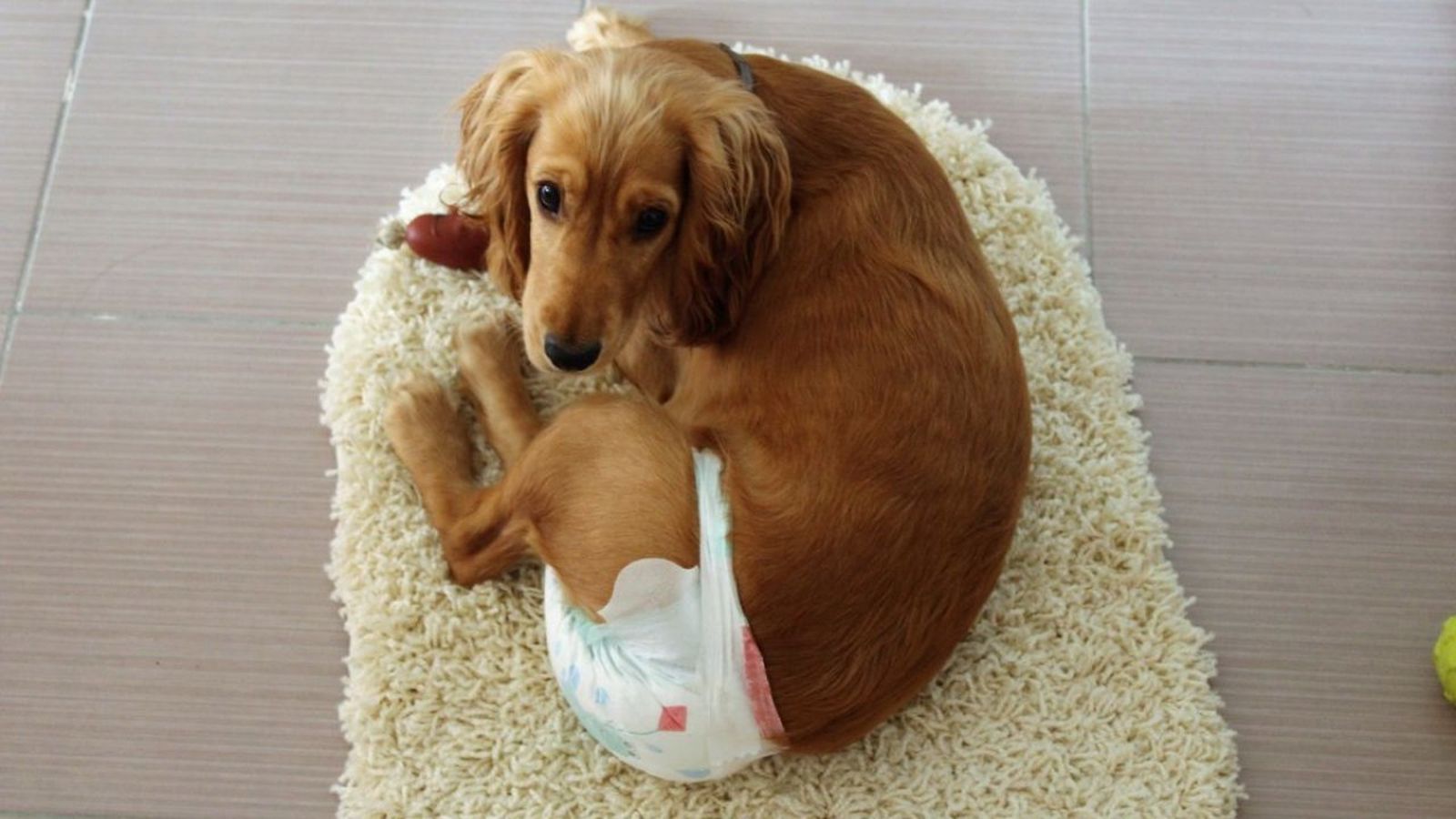 panales para perros ok