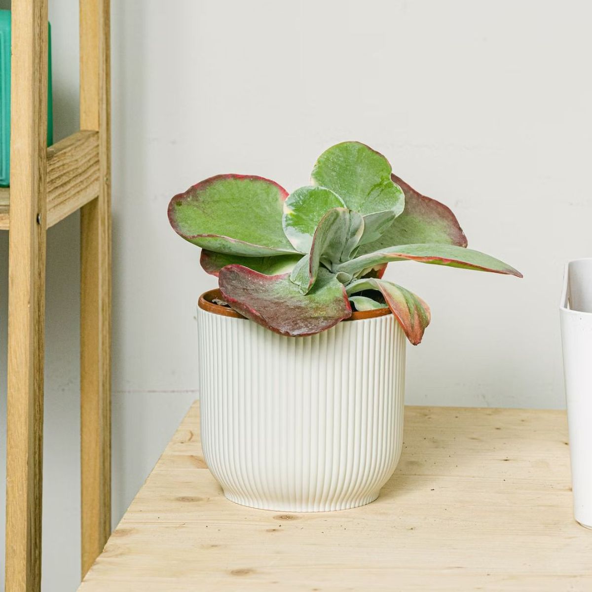 Kalanchoe thyrsiflora be green