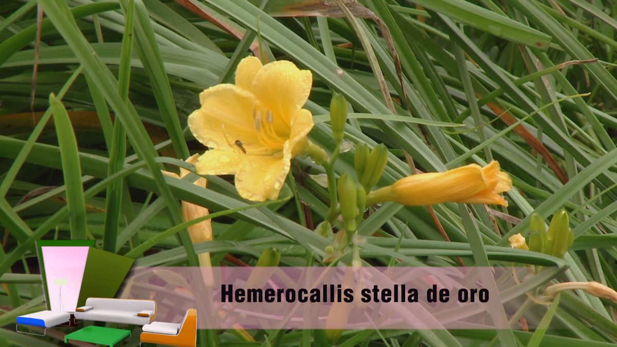 deco 0701 jardineria hemerocallis stella oro