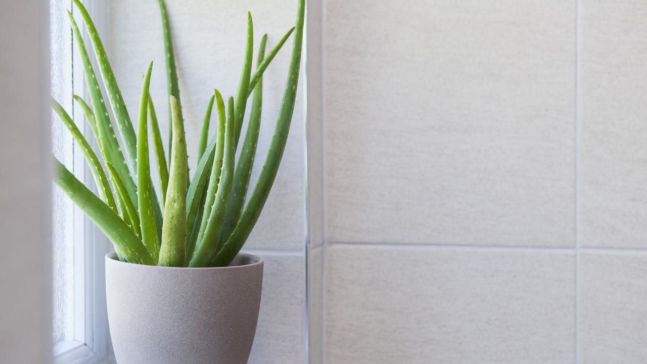 planta de aloe
