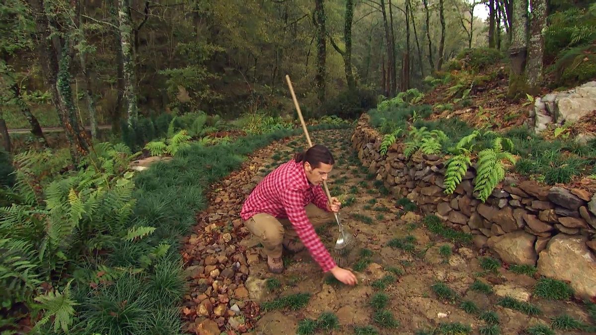 DEKO_JARDIN_596 plantas zonas boscosas sombrias mantenimiento