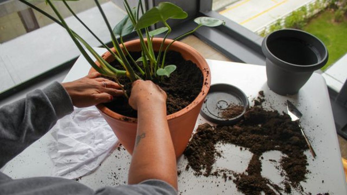 trasplante de planta con sustrato universal