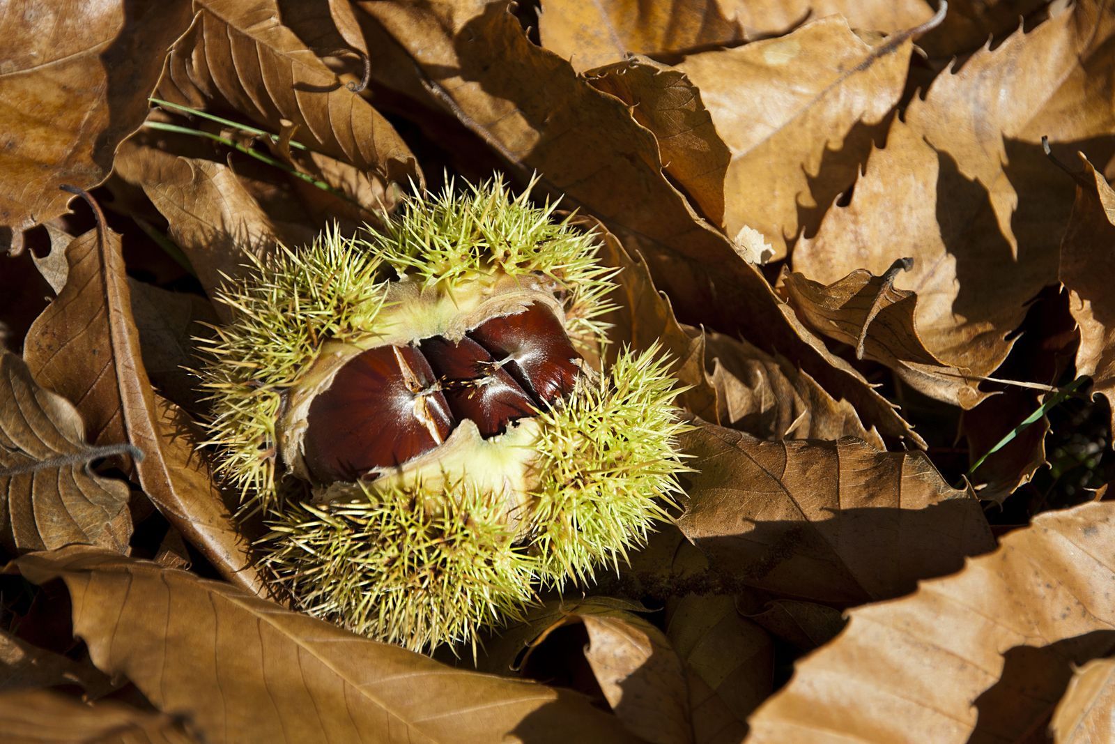 castana fruto