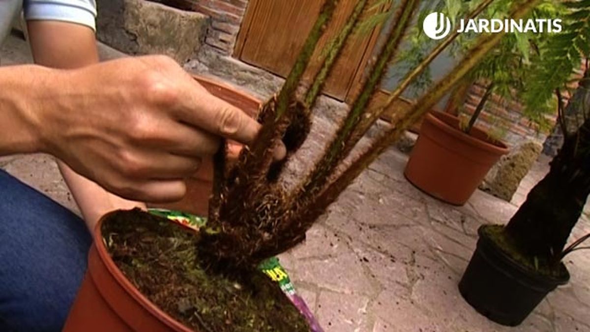 Cyathea cooperi raices helechos arboreos brico 463 jardin