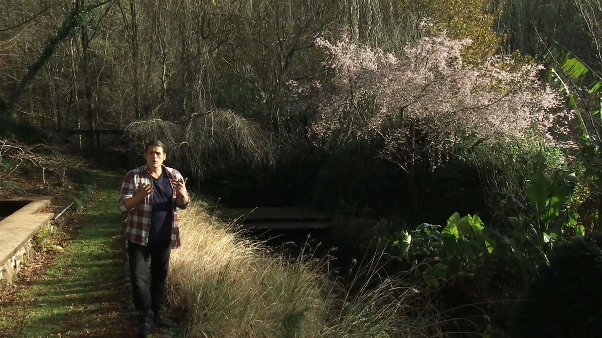 Deco723 jardineria cerezo jardin